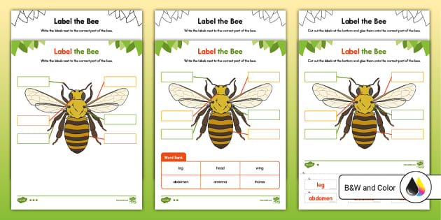 Printable Parts of a Bee Worksheet | Twinkl USA - Twinkl