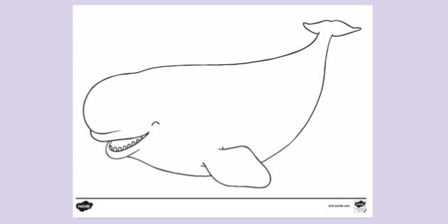 beluga whale worksheet