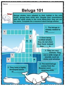 Beluga Whales Worksheets &  Facts for Kids I Habitat, Features