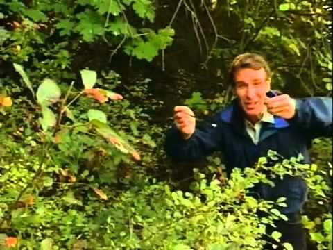 bill nye plants video worksheet