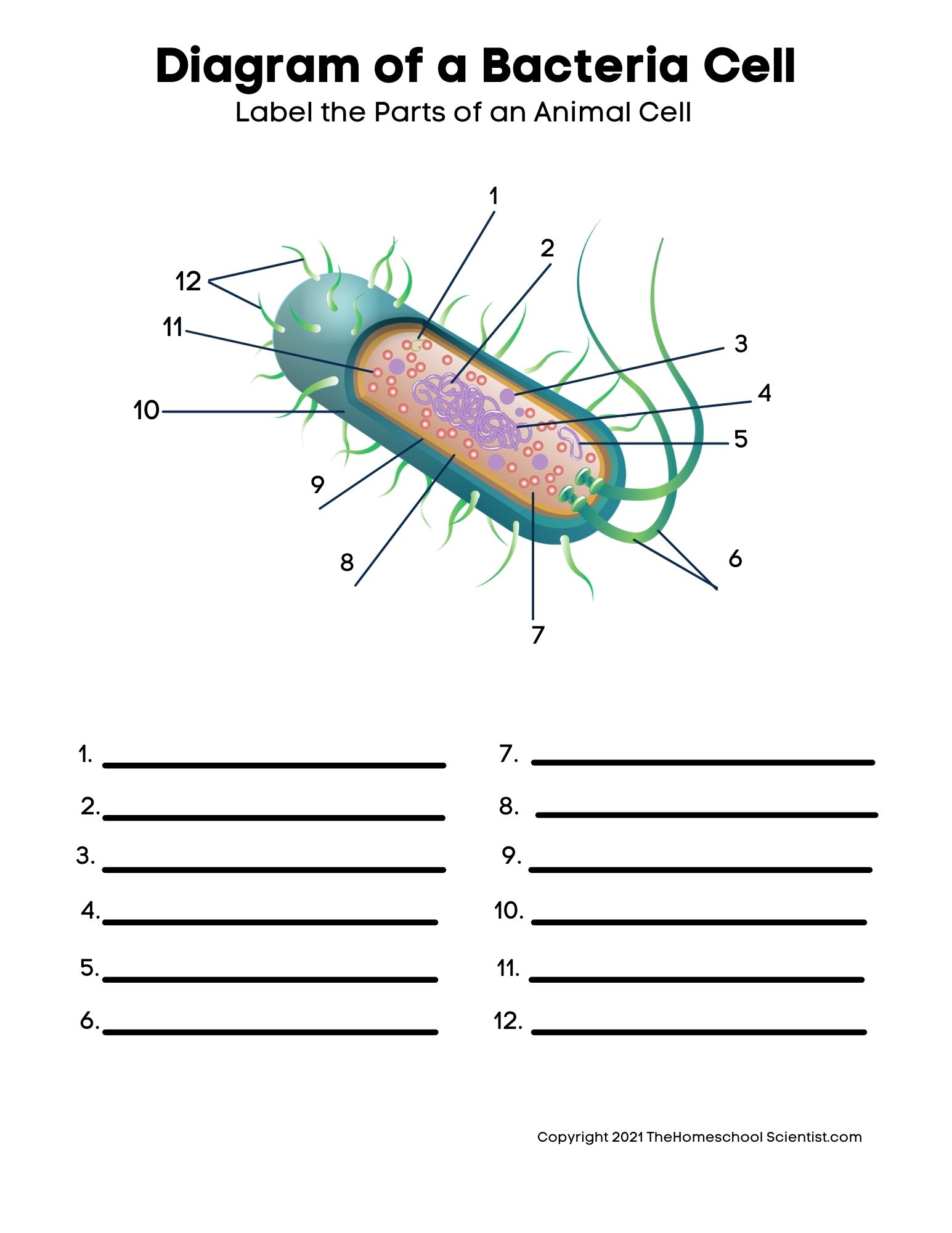 Free Biology Cell Worksheets and Flashcards - The Homeschool Scientist