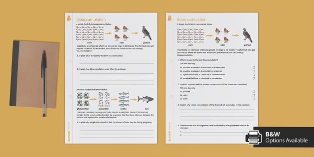 biological magnification worksheet