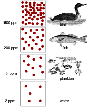 Biological Magnification