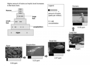 biological magnification worksheet