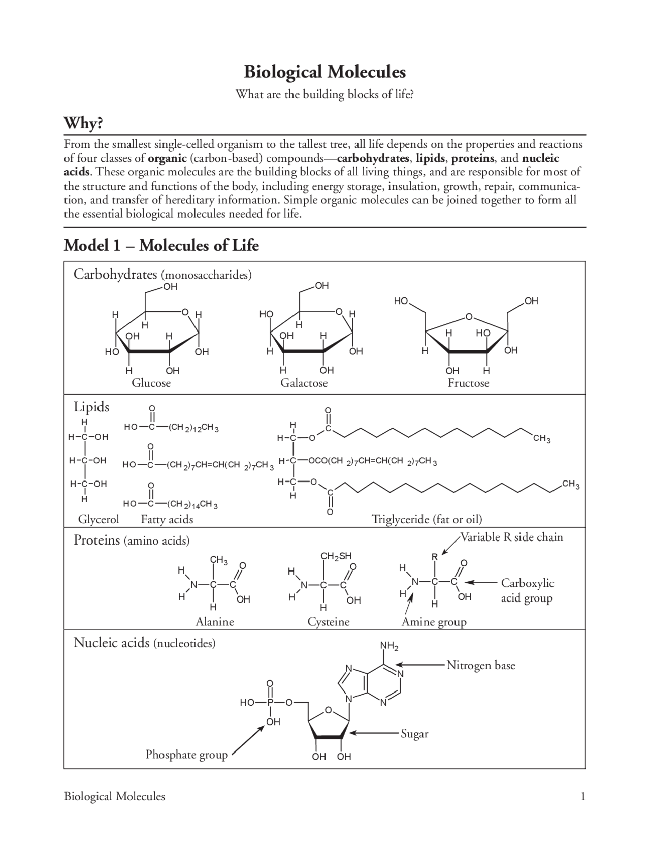6 Biological Molecules-S | Slides Biology | Docsity - Worksheets Library