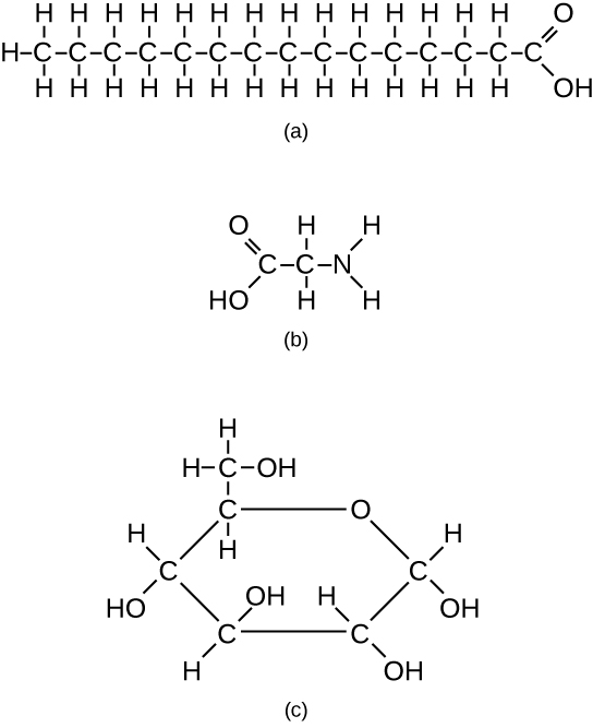 4.1 Biological Molecules - Human Biology