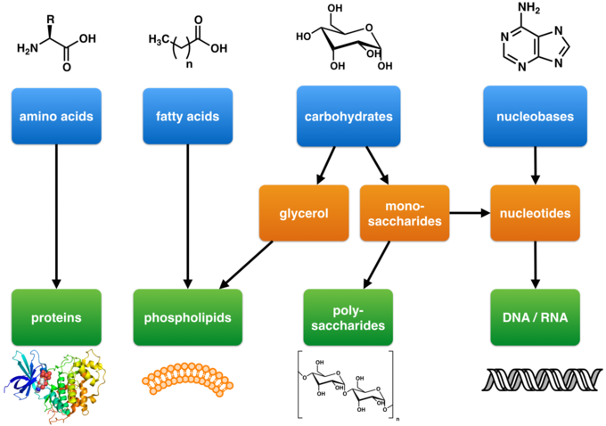 Synthesis of Biological Macromolecules | Boundless Biology | Study ...