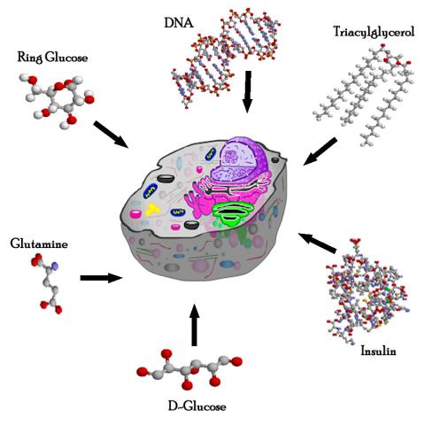 The Biological Building Blocks | CancerQuest