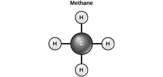 Biological Molecules | BIO 101 | Study Guides