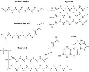4.1 Biological Molecules - Human Biology