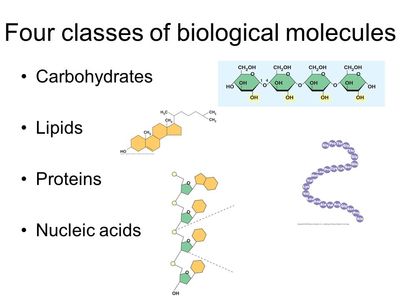 Biological Molecules | 657 plays | Quizizz