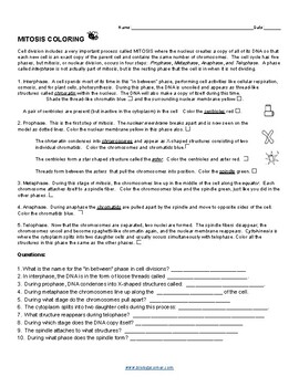 Mitosis Coloring (KEY) by Biologycorner worksheets library