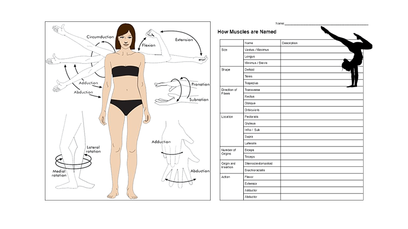 worksheet | The Biology Corner