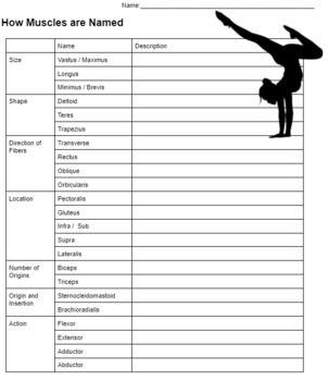How Muscles Are Named (KEY) by Biologycorner worksheets library