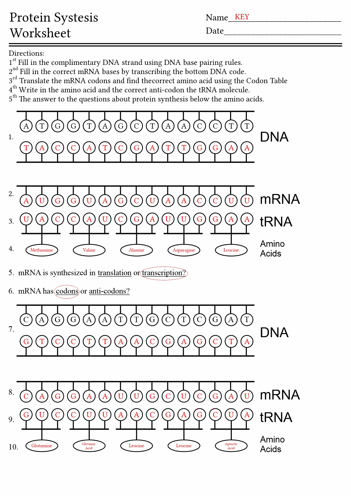 biology dna worksheet