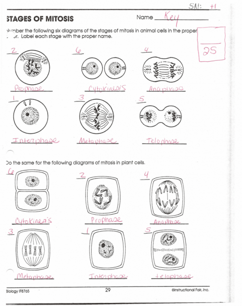 biology if8765 worksheet answers