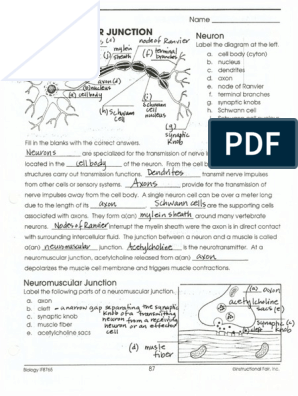 biology junction worksheet answers