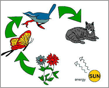 Introduction Notes - BIOLOGY JUNCTION