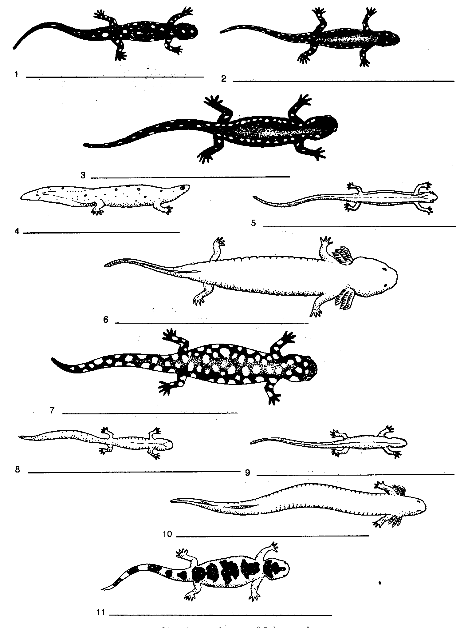 biology junction worksheet