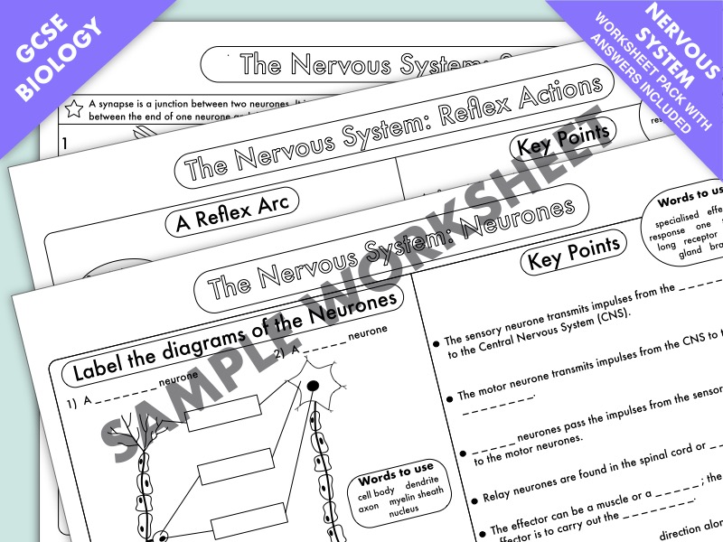 GCSE Biology: Neurones Revision Worksheet Sample  