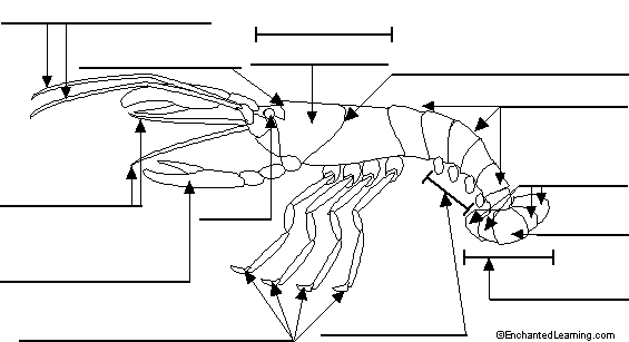 Crayfish Worksheet - BIOLOGY JUNCTION