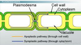 Quiz &  Worksheet - Cell Junction Types | Study.com