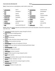 Biology Macromolecules Worksheet 2 Homework.doc - Macromolecules ...