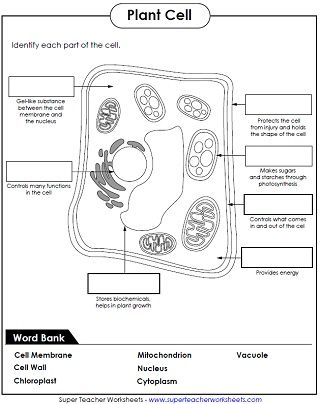 biology plant cell worksheet