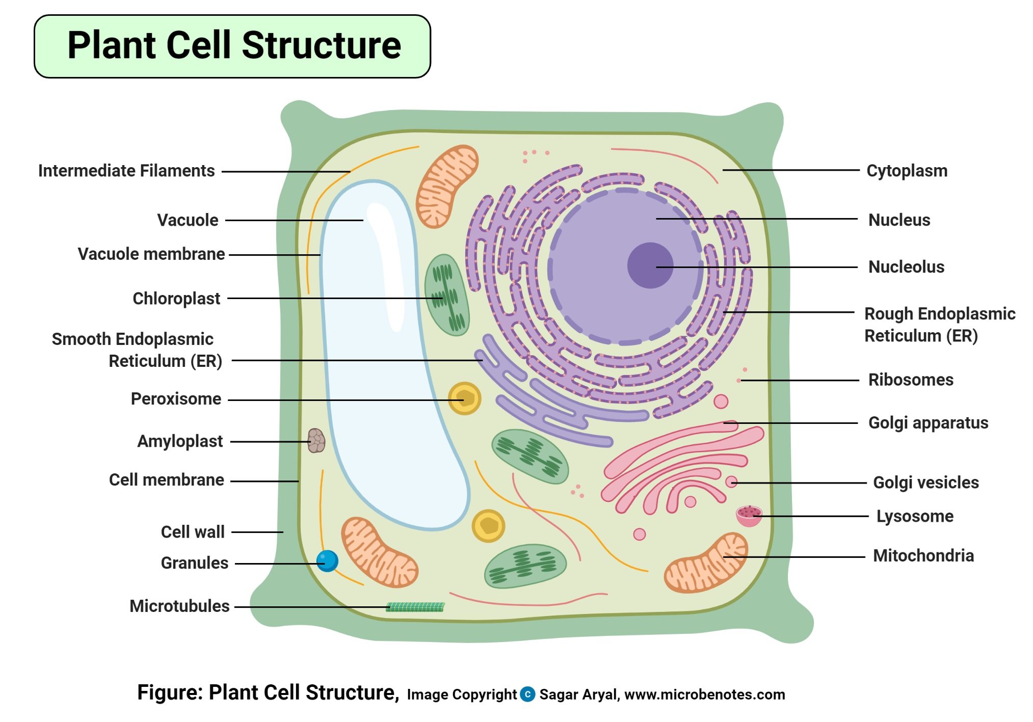 Plant Cell Structure Parts Functions Labeled Diagram Worksheets 