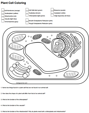 biology plant cell worksheet