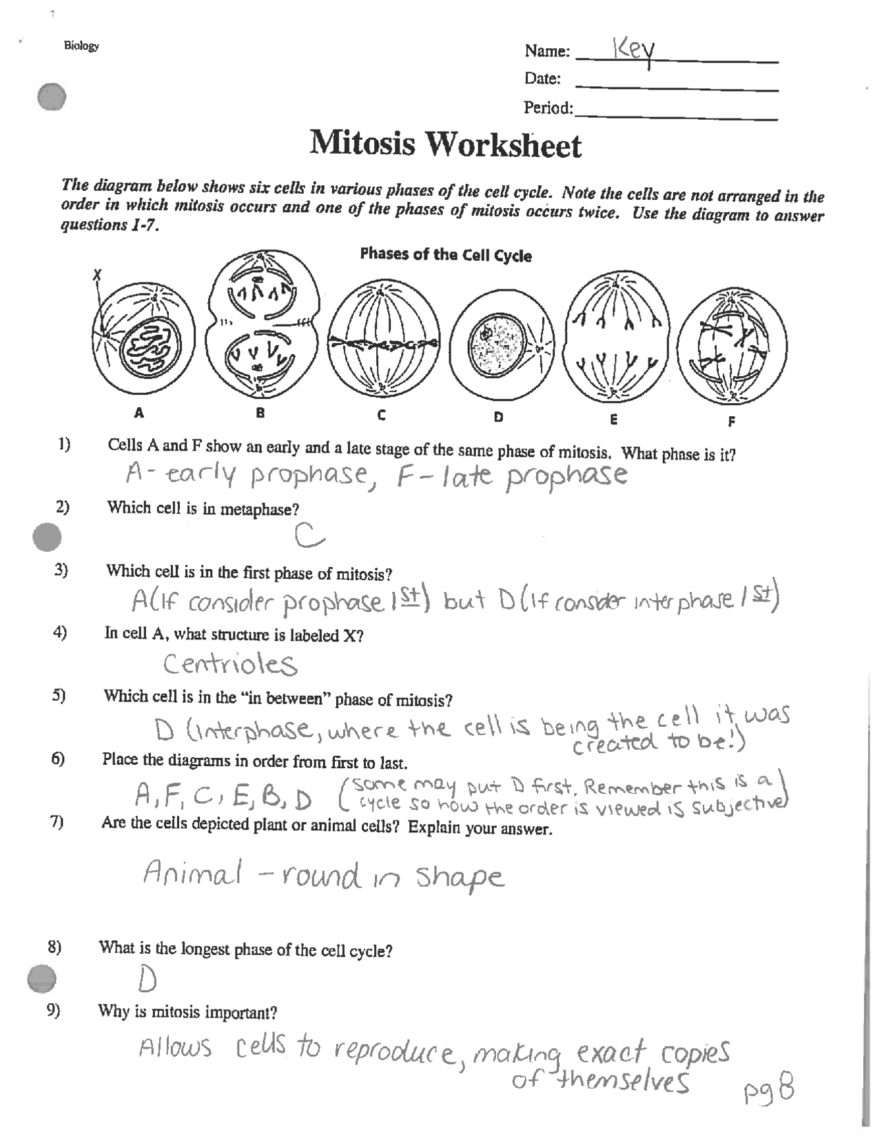 biology worksheet answers