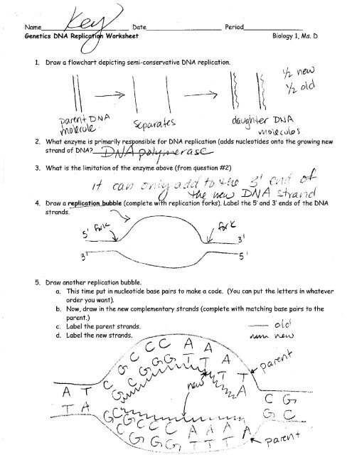 biology worksheet answers