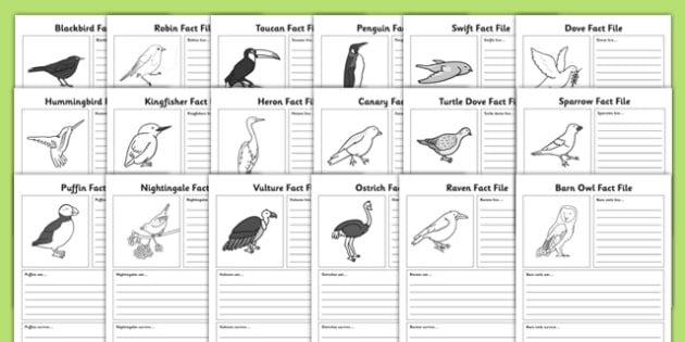 Bird Fact File Worksheets (Lehrer gemacht) - Twinkl