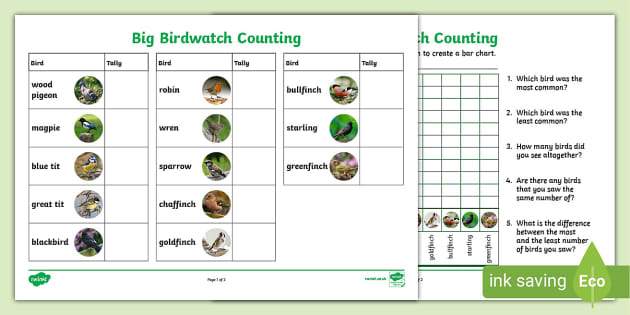 Birds Worksheet | Save time planning (Lehrer gemacht)