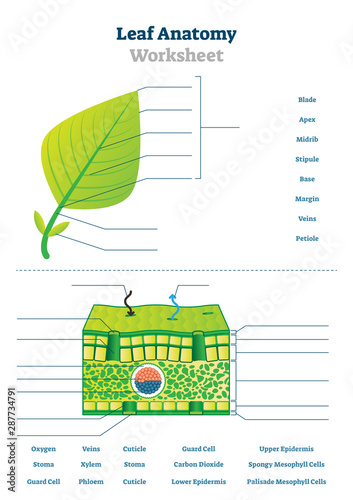 blank anatomy worksheet