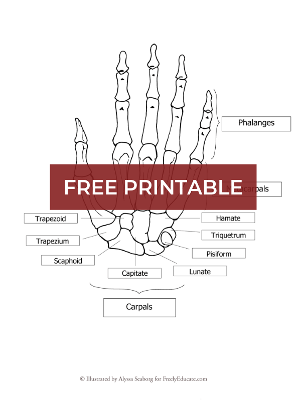 blank anatomy worksheet