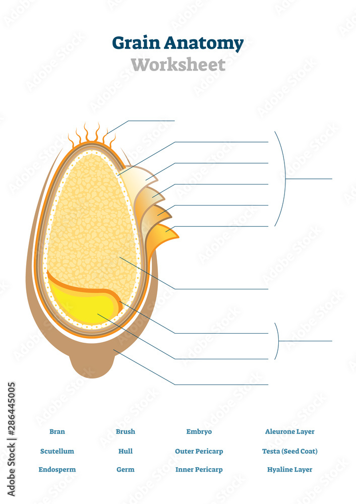 Grain anatomy worksheet vector illustration. Blank seed diagram ...