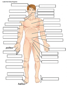 blank anatomy worksheet