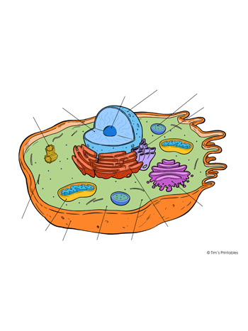 blank animal cell worksheet
