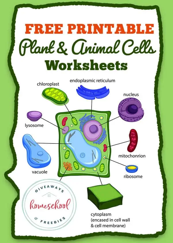 blank animal cell worksheet