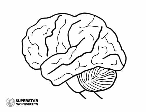 Human Brain Worksheets -Worksheets Library