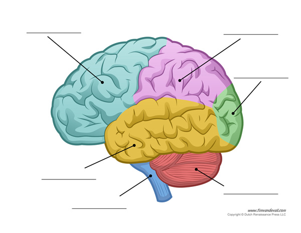 Human Brain Diagram - Labeled, Unlabled, and Blank - Tims Printables