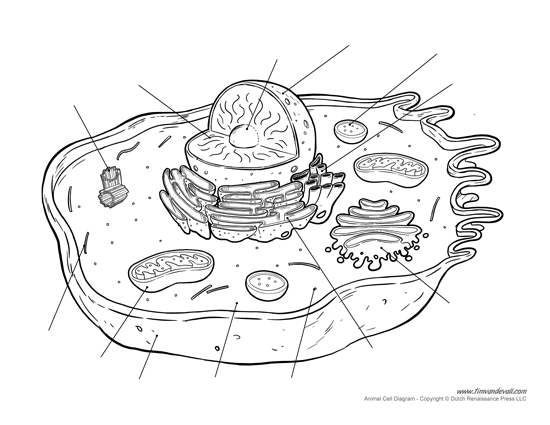 Printable Animal Cell Diagram - Labeled, Unlabeled, and Blank ...