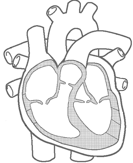 blank heart diagram worksheet