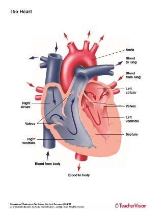Anatomy of the Human Heart Printable (6th - 12th Grade ...