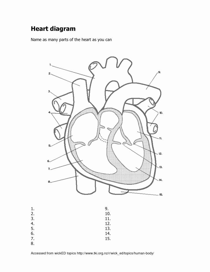 Heart Diagram Worksheet Blank Worksheet Ideas Human Heart Diagram ...