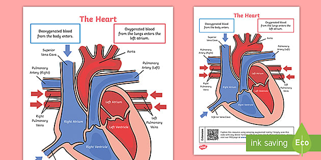 blank heart diagram worksheet