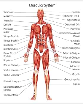 MUSCULAR SYSTEM Notes: 100 Blank Graph Sheets: Anatomy/Physiology Notebook  Organizer