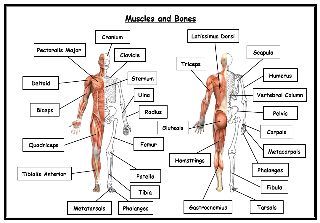 GCSE PE - Edexcel (9-1) - Combined Blank Skeleton and Muscles ...