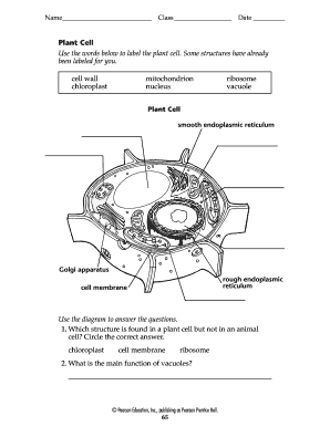 blank plant and animal cell diagram worksheet